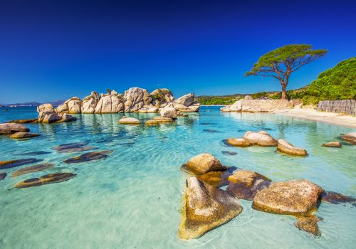 Famous pine tree on Palombaggia beach with azure clear water and sandy beach on the south part of Corsica, France