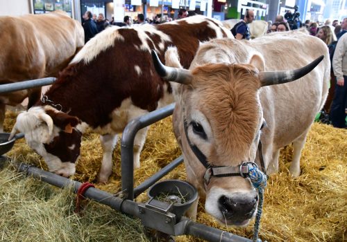 Paris; France - february 24 2019 : cow in the Paris International agricultural show, the largest and important one in Europe
