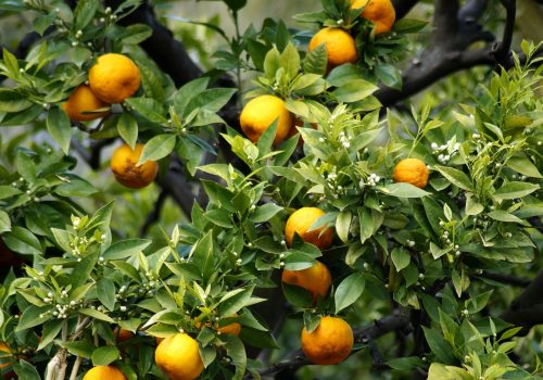 Menton citrons Menton citrons