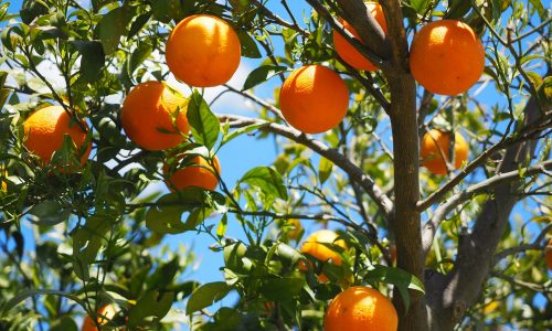 oranges-1117628_1920 oranges-1117628_1920