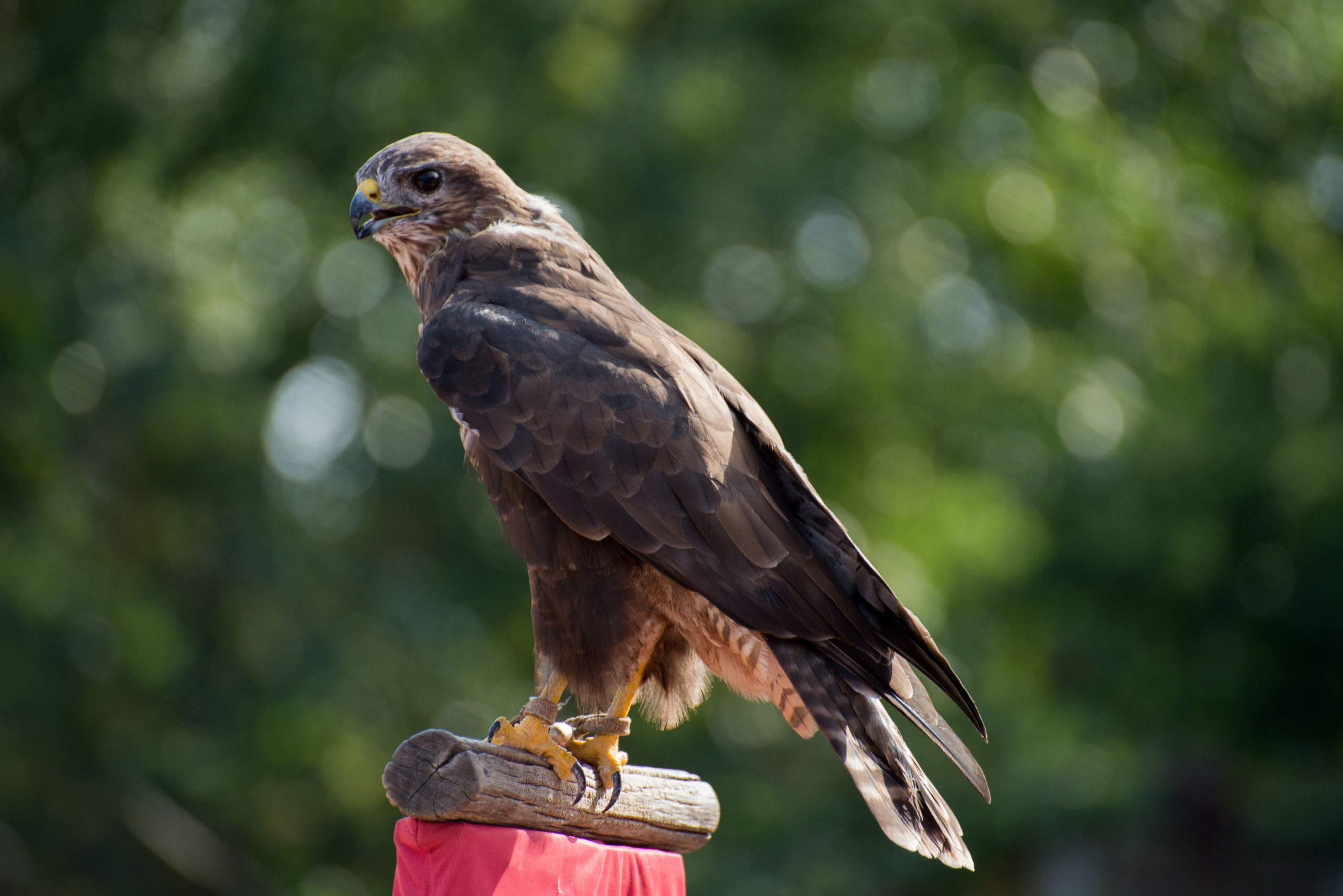 Rapace Puy du Fou Vendée France