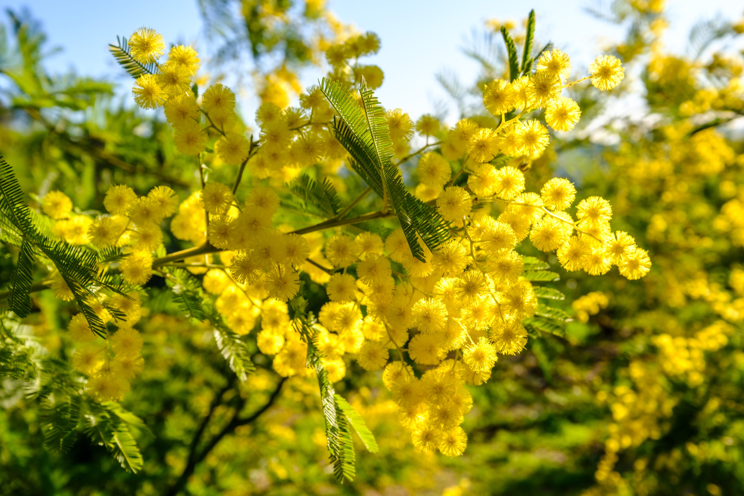 Branche de mimosa ensoleillé en fleurs.