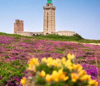 Cap Frehel lighthouse amidst blooming purple heather fields , Plevenon, Brittany, France