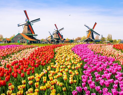 Landscape with tulips, traditional dutch windmills and houses near the canal in Zaanse Schans, Netherlands, Europe