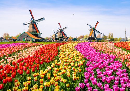 Landscape with tulips, traditional dutch windmills and houses near the canal in Zaanse Schans, Netherlands, Europe