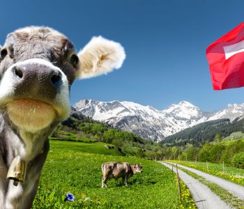 Kuh in der schweiz