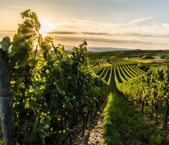 Weinberg in Rheinhessen im Sonnenuntergang