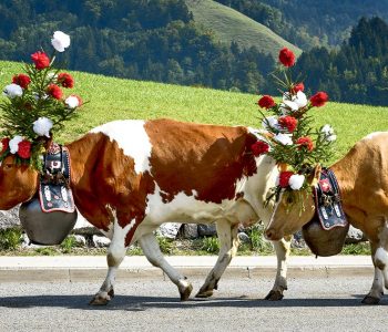 Farmers with a herd of cows on the annual transhumance at Charmey near Gruyeres, Fribourg zone on the Swiss alps